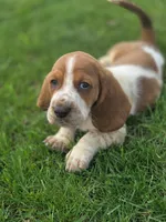 Beauregard, a male Basset Hound for sale in Centerville, IA – Photo 1 of 3