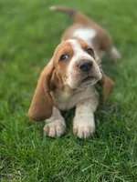 Beauregard, a male Basset Hound for sale in Centerville, IA – Photo 2 of 3