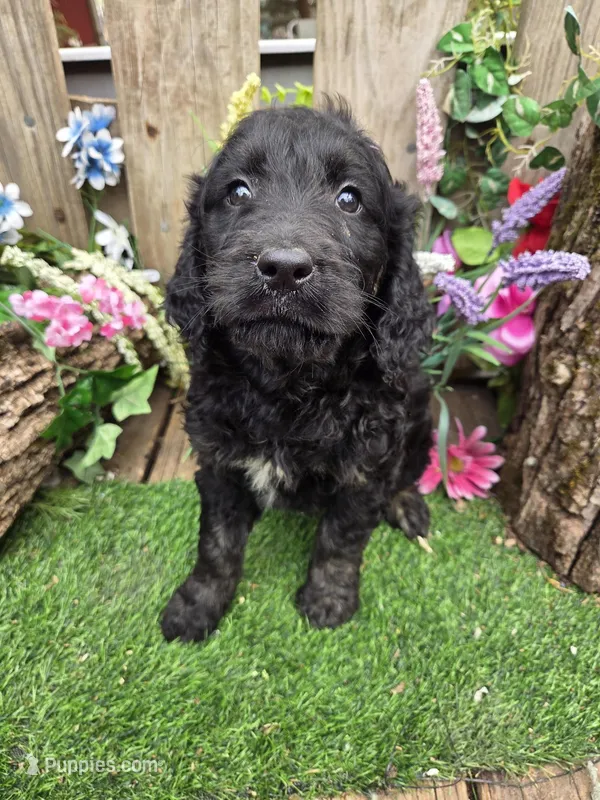Georgia. – English Goldendoodle puppy for sale in Centerville, IA