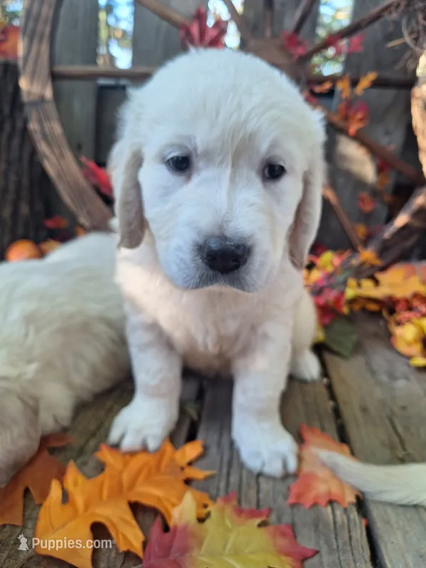 Buck – English Cream Golden Retriever puppy for sale in Centerville, IA