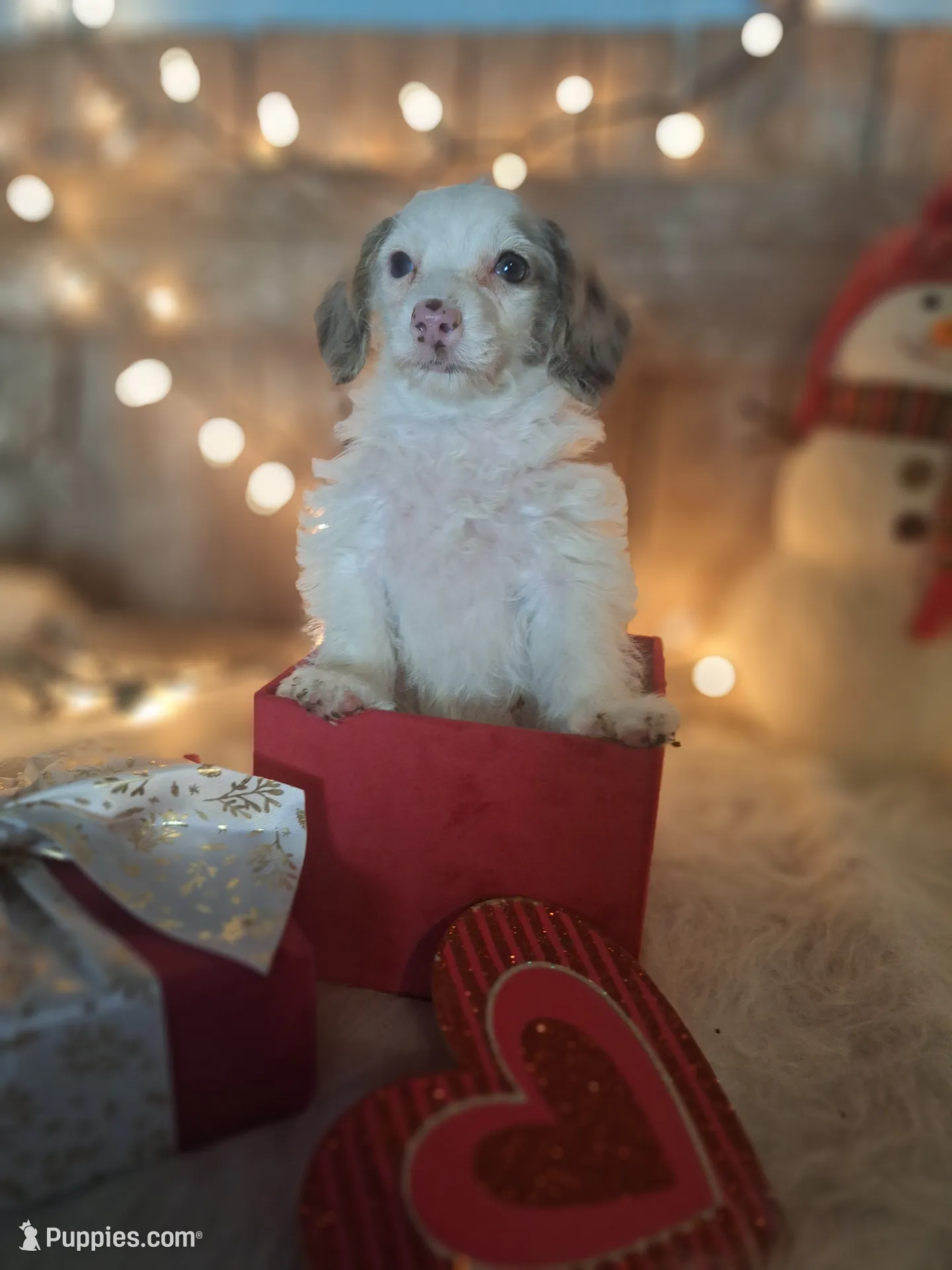 Lily, a female Goldendoodle for sale in Centerville, IA – Photo 7 of 7