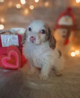 Lily, a female Goldendoodle for sale in Centerville, IA – Photo 2 of 7