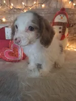 Lily, a female Goldendoodle for sale in Centerville, IA – Photo 6 of 7
