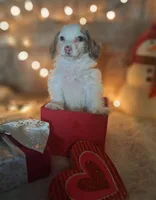 Lily, a female Goldendoodle for sale in Centerville, IA – Photo 4 of 7