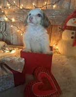 Lily, a female Goldendoodle for sale in Centerville, IA – Photo 3 of 7