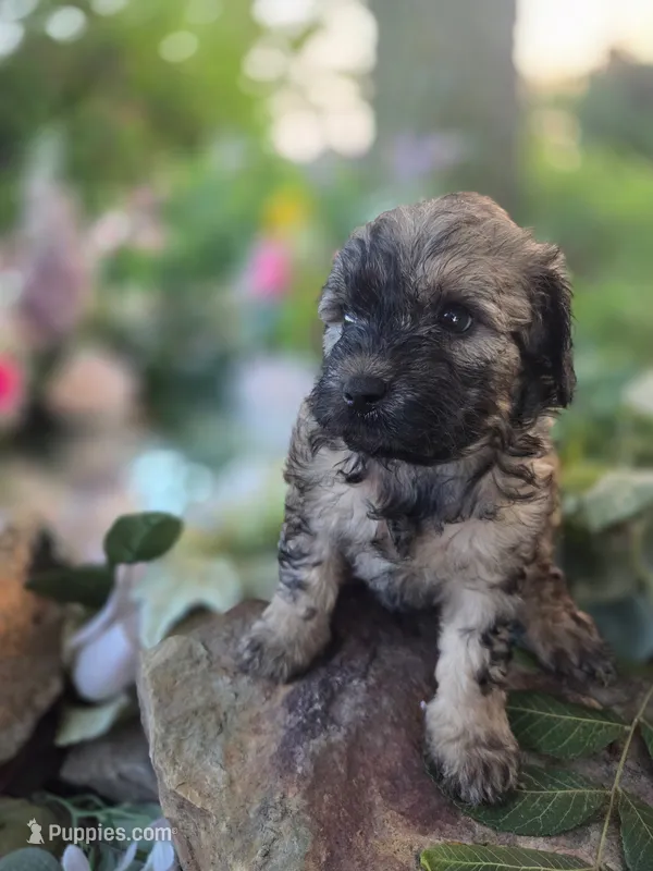 Brenda – Bernedoodle puppy for sale in Centerville, IA