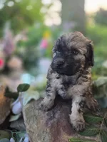 Brenda, a female Bernedoodle for sale in Centerville, IA – 2 of 7