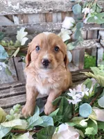 Dolly, , a female Bernese Mountain Dog and Golden Retriever for sale in Centerville, IA – 1 of 3