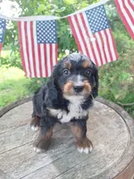 Cody, a male Bernedoodle for sale in Centerville, IA – 3 of 7