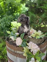 Lucy, a female Jack Russell Terrier and Poodle - Toy  for sale in Centerville, IA – 5 of 5