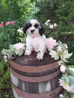 Cecilia, a male Miniature Goldendoodle for sale in Centerville, IA – 8 of 9