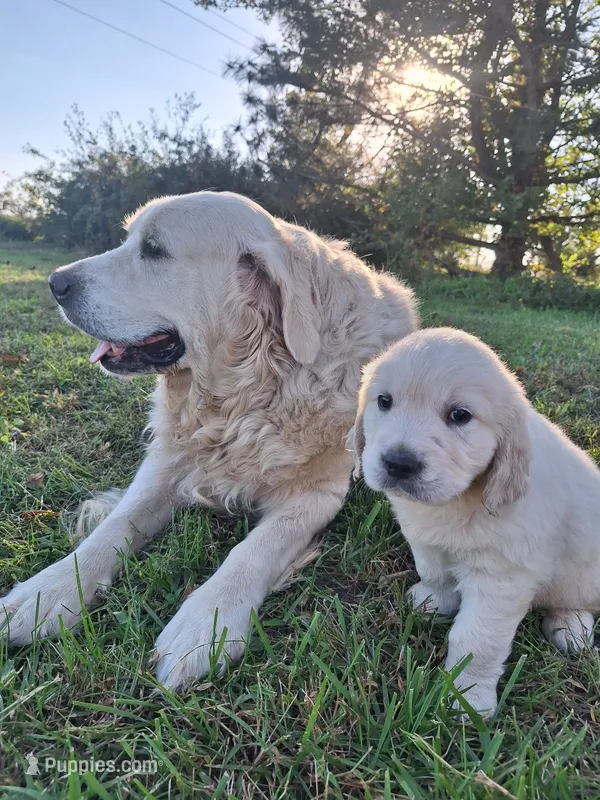 Dolly, – English Cream Golden Retriever puppy for sale in Centerville, IA