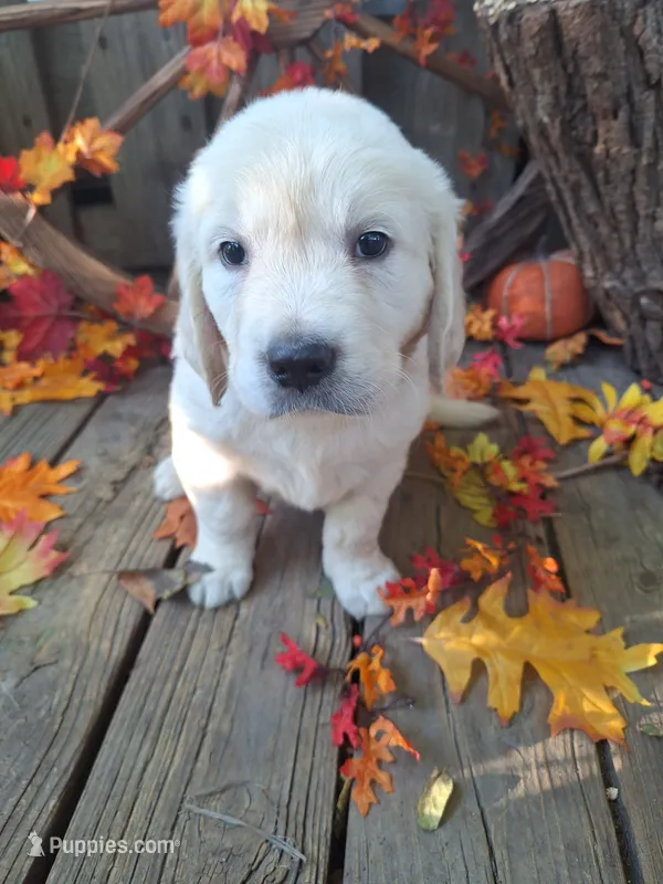 Tammy. – English Cream Golden Retriever puppy for sale in Centerville, IA