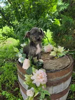 Lucy, a female Jack Russell Terrier and Poodle - Toy  for sale in Centerville, IA – 2 of 5