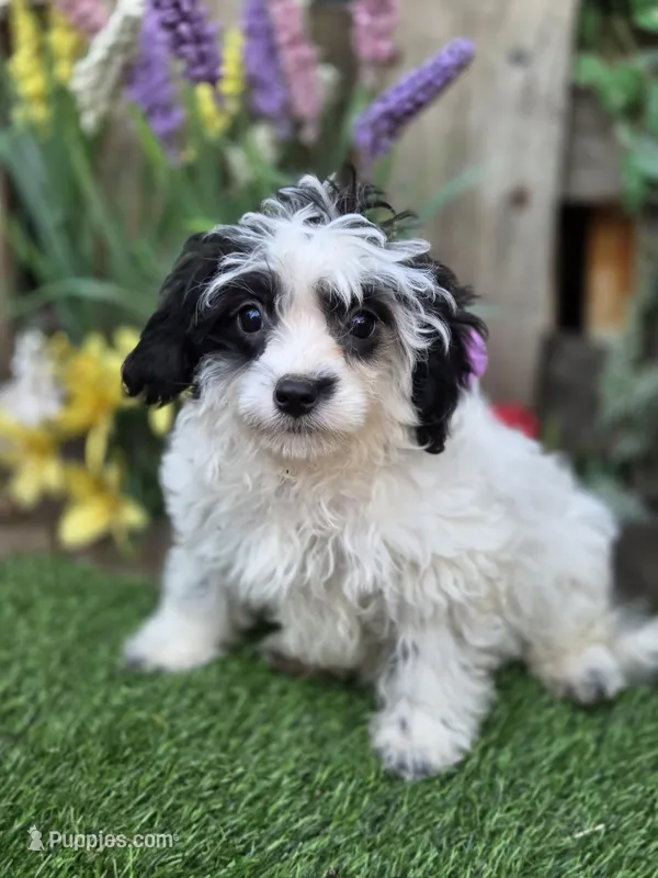 Cecilia – Miniature Goldendoodle puppy for sale in Centerville, IA