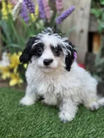 Cecilia, a male Miniature Goldendoodle for sale in Centerville, IA – Photo 1 of 2