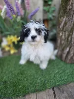 Cecilia, a male Miniature Goldendoodle for sale in Centerville, IA – Photo 2 of 2