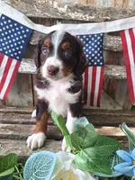 Ranger., a female Bernese Mountain Dog and Golden Retriever for sale in Centerville, IA – 2 of 10