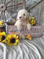 Charlie, a male Goldendoodle for sale in Centerville, IA – 4 of 7