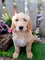 Buddy, a male Goldendoodle for sale in Centerville, IA – Photo 3 of 3