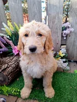 Buddy, a male Goldendoodle for sale in Centerville, IA – Photo 2 of 3