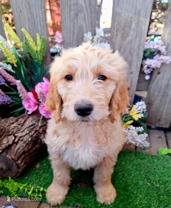 Buddy – Goldendoodle puppy for sale in Centerville, IA