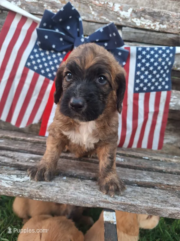Sarge  – Basset Hound, Poodle - Standard  puppy for sale in Centerville, IA