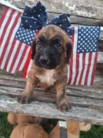Sarge , a male Basset Hound and Poodle - Standard  for sale in Centerville, IA – 1 of 4