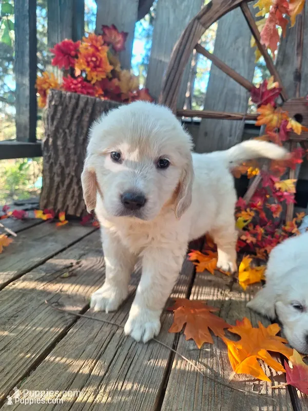 Loretta. – English Cream Golden Retriever puppy for sale in Centerville, IA