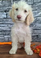 Charlie, a male Goldendoodle for sale in Centerville, IA – 3 of 6