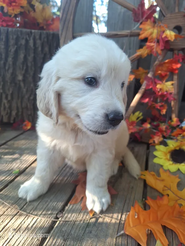 Dolly, – English Cream Golden Retriever puppy for sale in Centerville, IA