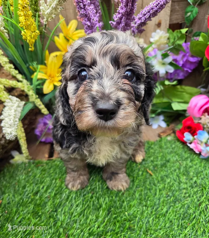 Apollo – Goldendoodle puppy for sale in Centerville, IA