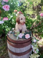 Abby, , a female Miniature Goldendoodle for sale in Centerville, IA – 3 of 7