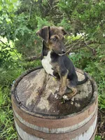 Terry., a male Jack Russell Terrier and Rat Terrier for sale in Centerville, IA – 2 of 5