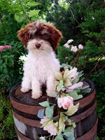 Sherri., a female Miniature Goldendoodle for sale in Centerville, IA – 3 of 8