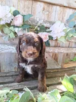 Bailey, a female Bernedoodle for sale in Centerville, IA – 4 of 6