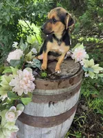 Foxy, a female Jack Russell Terrier and Rat Terrier for sale in Centerville, IA – 3 of 5