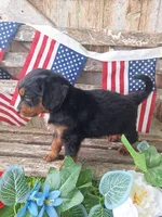 Maverick, a male Bernedoodle for sale in Centerville, IA – 8 of 10