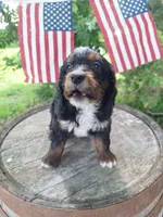 Cody, a male Bernedoodle for sale in Centerville, IA – 2 of 7