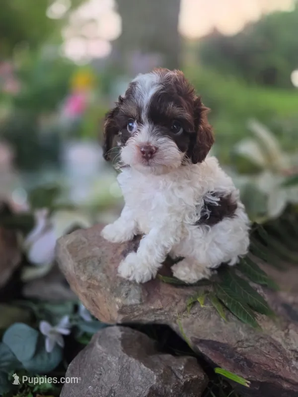 Charles – Cavapoo puppy for sale in Centerville, IA