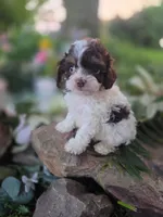 Charles, a male Cavapoo for sale in Centerville, IA – 1 of 9