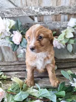 Honey, , a female Bernese Mountain Dog and Golden Retriever for sale in Centerville, IA – 2 of 9