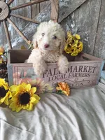 Charlie, a male Goldendoodle for sale in Centerville, IA – 3 of 7