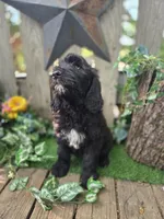 Baxter., a female English Goldendoodle for sale in Centerville, IA – 3 of 4