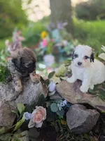 Dolly., a female Bernedoodle for sale in Centerville, IA – 9 of 10