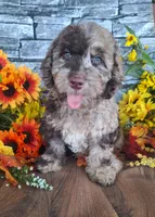 Charlotte., a female Goldendoodle for sale in Centerville, IA – 3 of 6