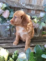 Honey, , a female Bernese Mountain Dog and Golden Retriever for sale in Centerville, IA – 5 of 9