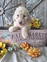 Luna., a female Goldendoodle for sale in Centerville, IA – 3 of 10