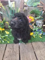  Rocky, , a male Goldendoodle for sale in Centerville, IA – 6 of 10