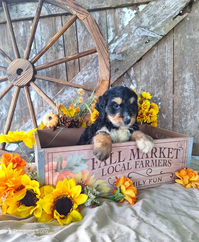 Cody. – Bernedoodle puppy for sale in Centerville, IA